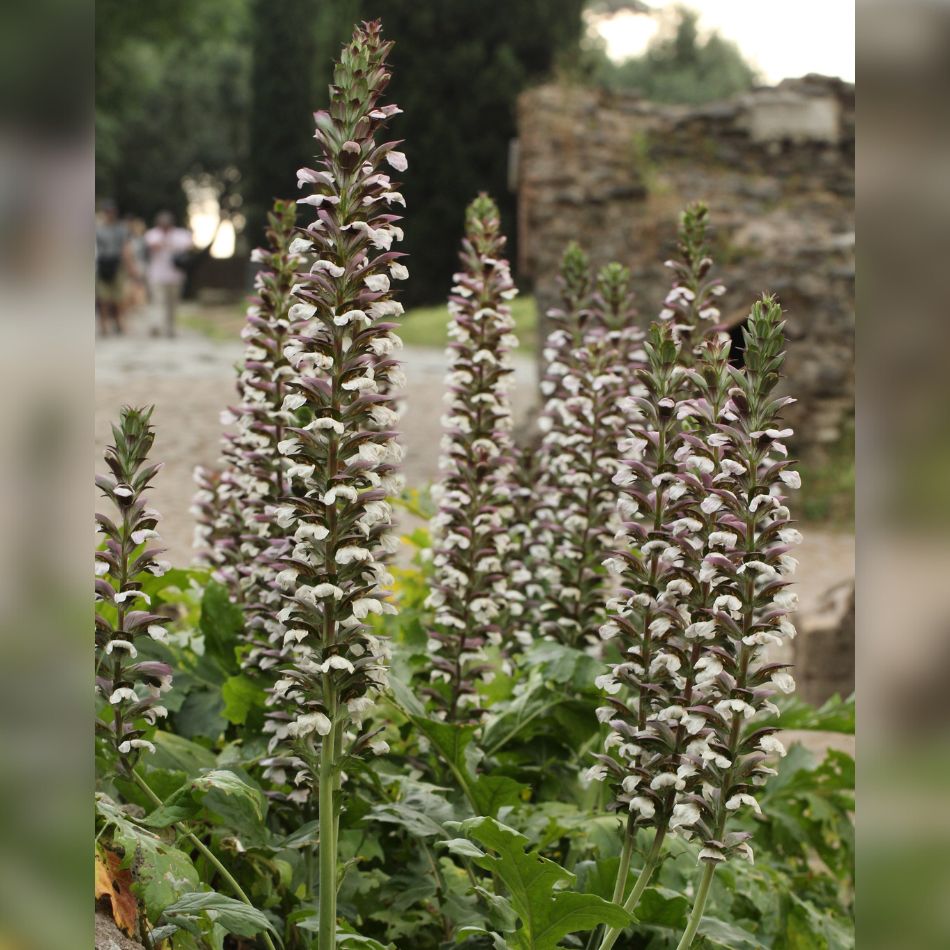 Acanthus mollis