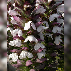 Acanthus mollis