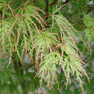 Acer palmatum ‘Seiryū’