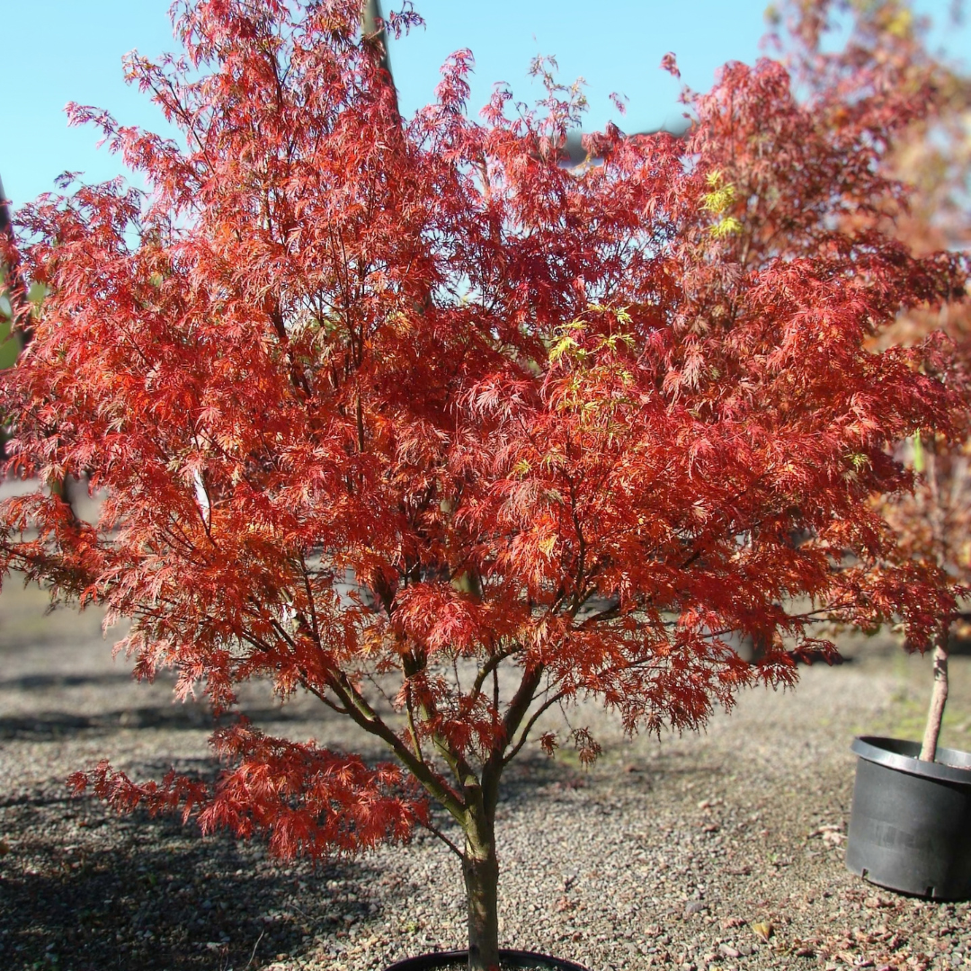 Acer palmatum ‘Seiryū’