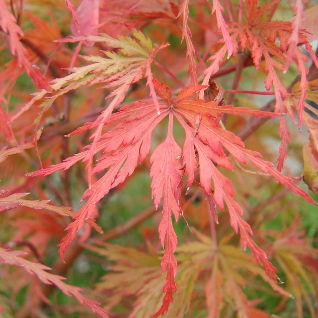 Acer palmatum ‘Seiryū’