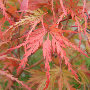 Acer palmatum ‘Seiryū’