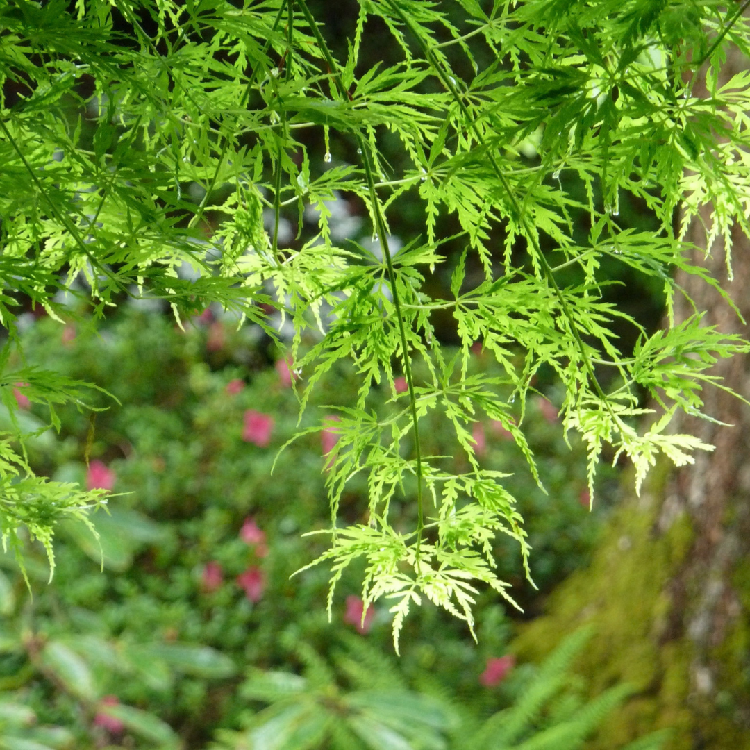 Acer palmatum ‘Seiryū’