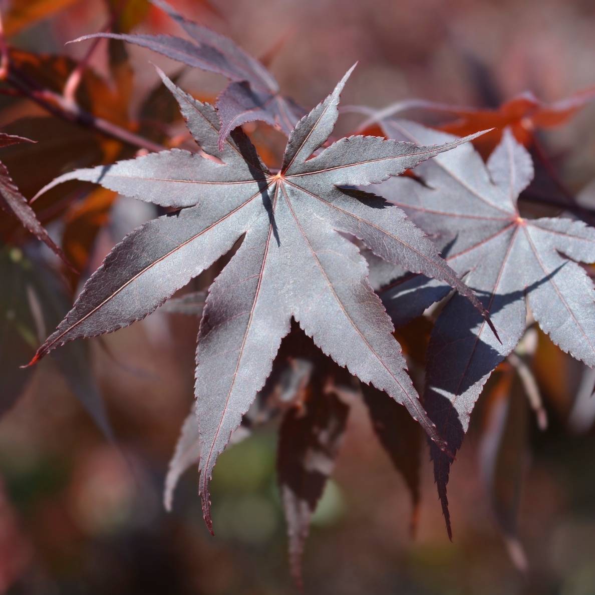 Acer palmatum ‘Bloodgood’