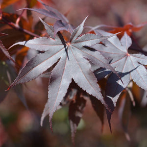 Acer palmatum ‘Bloodgood’