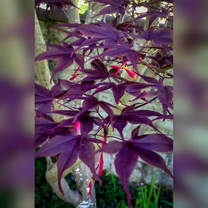 Acer palmatum ‘Bloodgood’