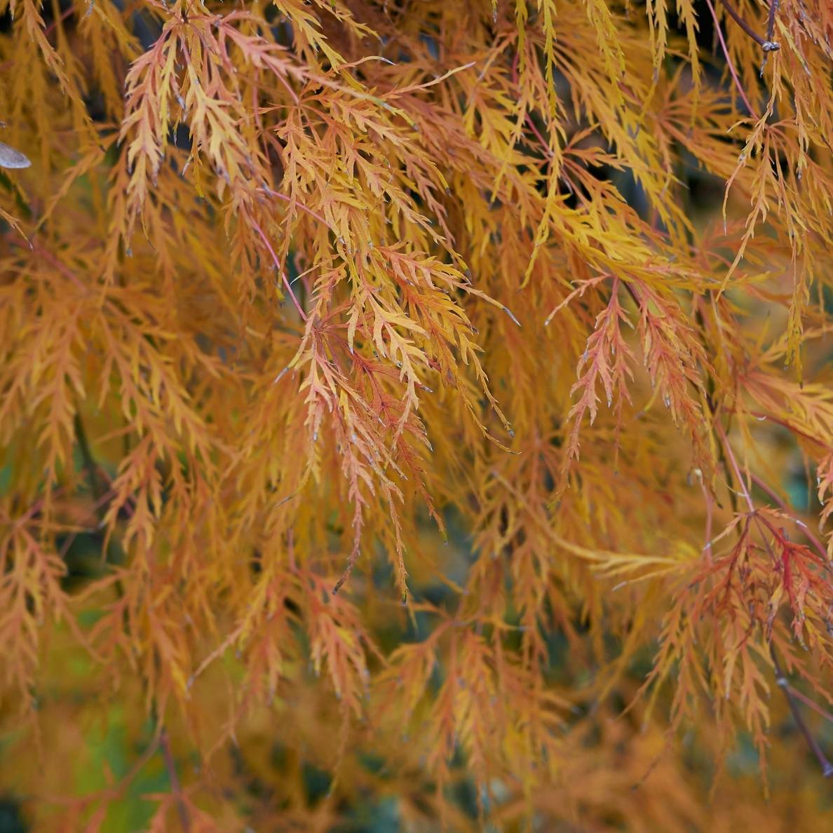 Acer palmatum ‘Dissectum’