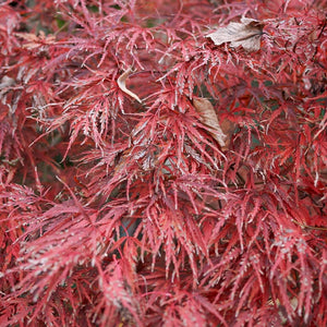 Acer palmatum ‘Dissectum’