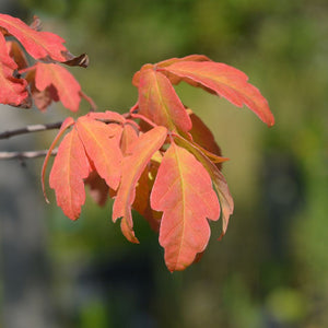 Acer griseum