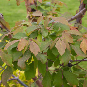 Acer griseum