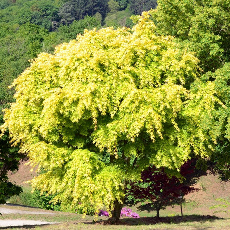 Acer palmatum ‘Katsura’