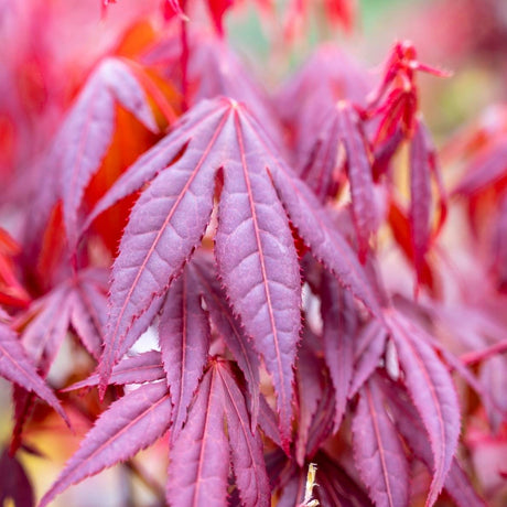 Acer palmatum ‘Shaina’