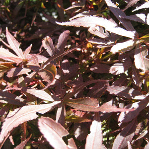 Acer palmatum ‘Shaina’