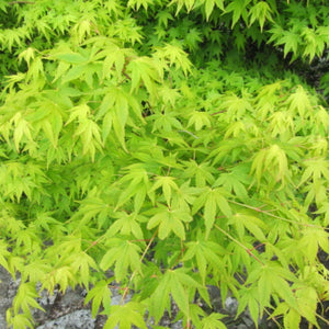 Acer palmatum ‘Aureum’