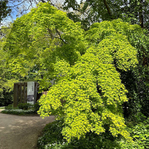 Acer palmatum ‘Aureum’