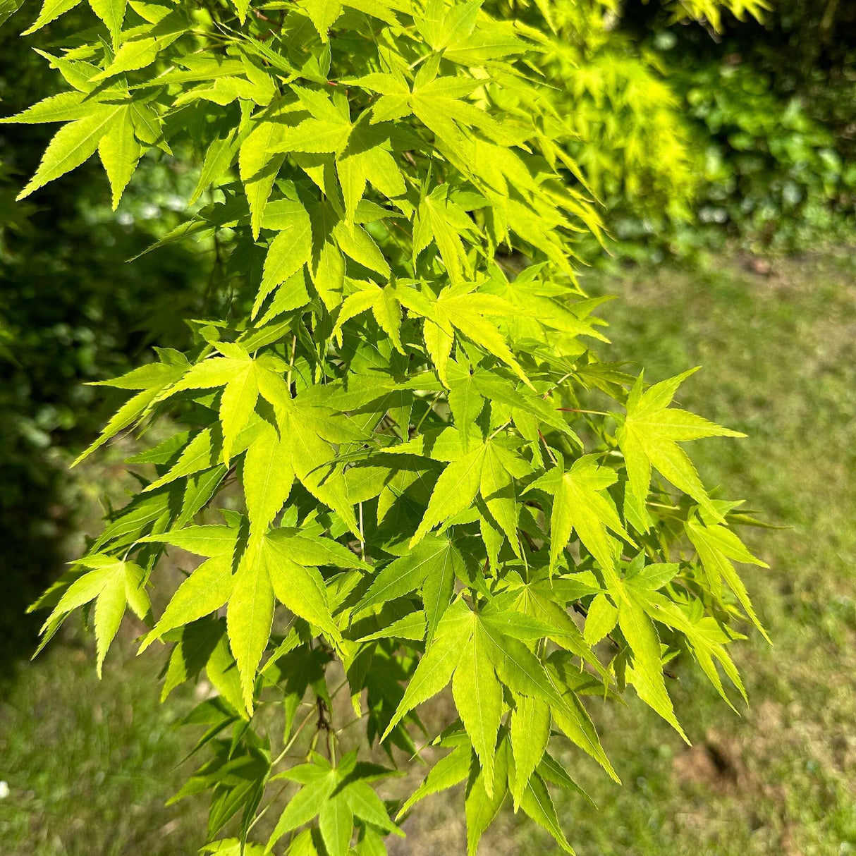 Acer palmatum ‘Aureum’