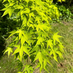 Acer palmatum ‘Aureum’