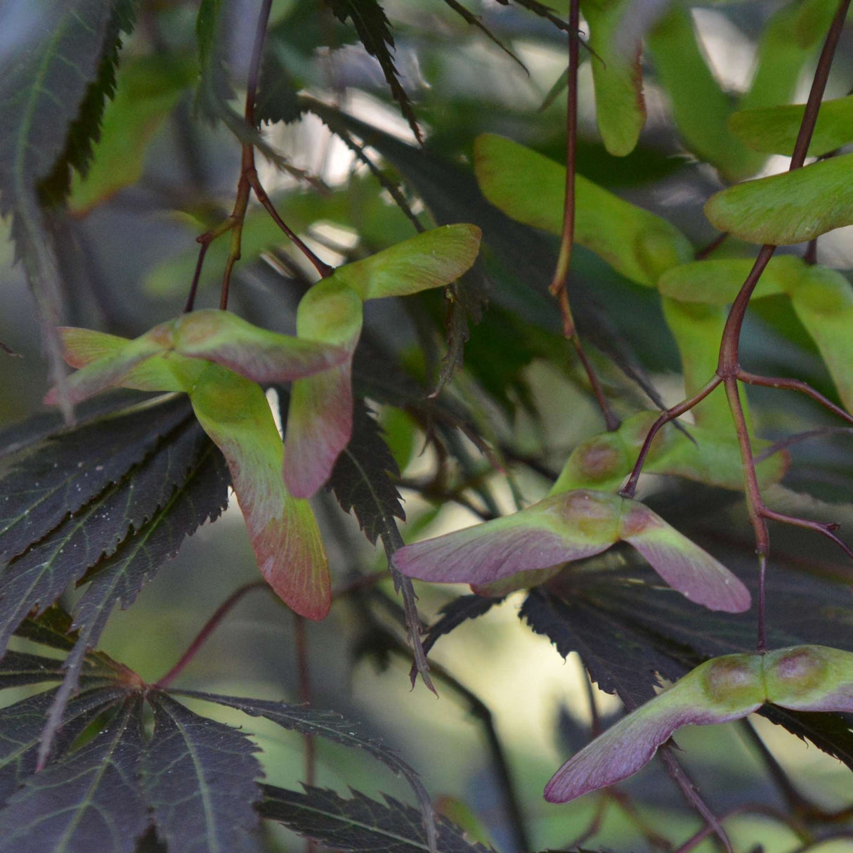Acer palmatum ‘Burgundy Lace’