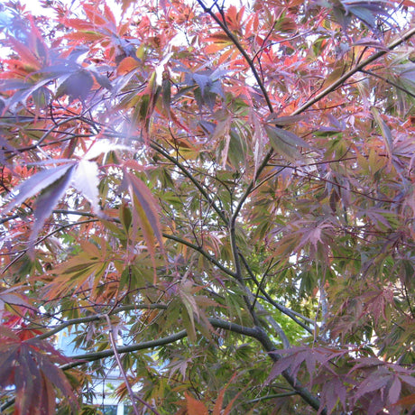Acer palmatum ‘Burgundy Lace’