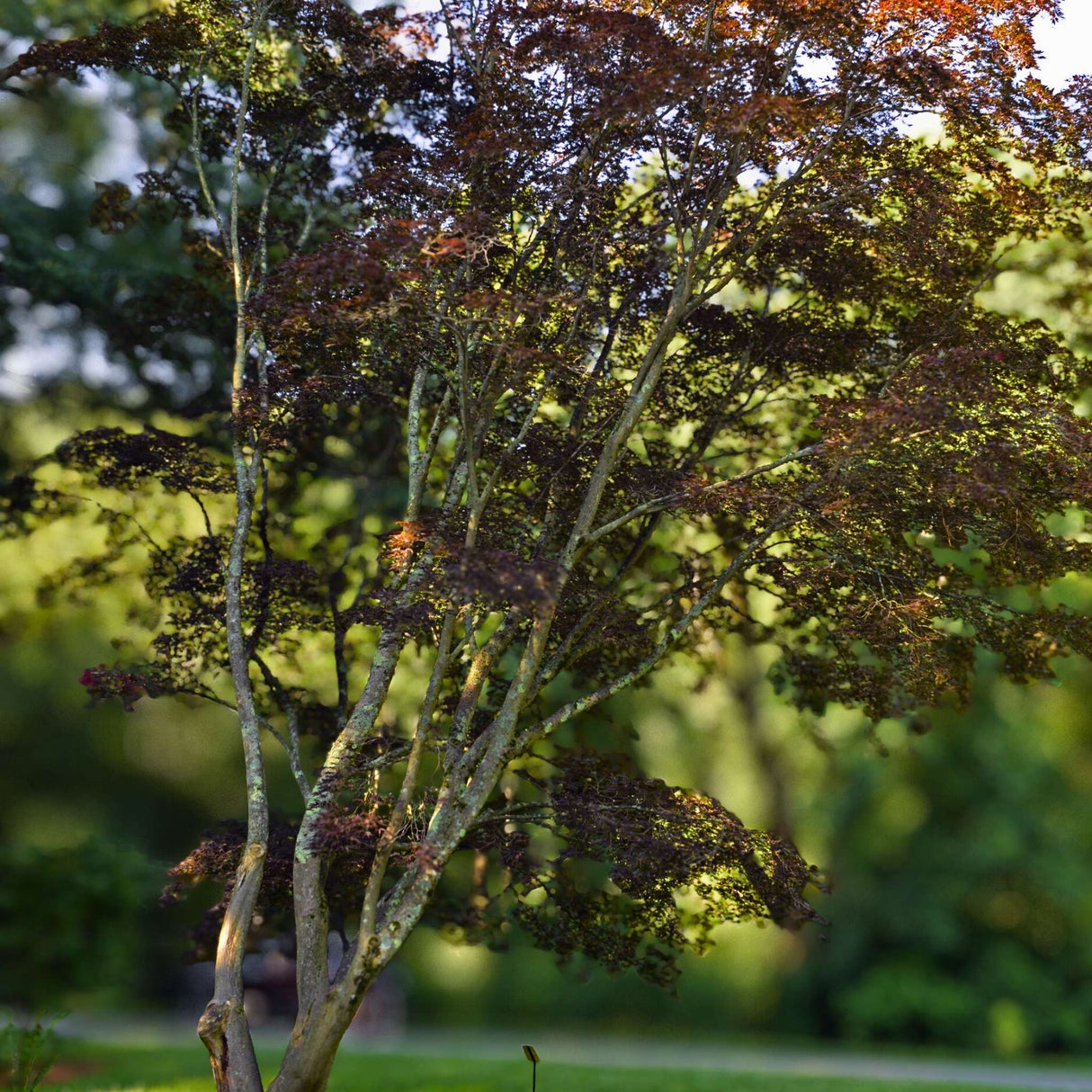 Acer palmatum ‘Burgundy Lace’