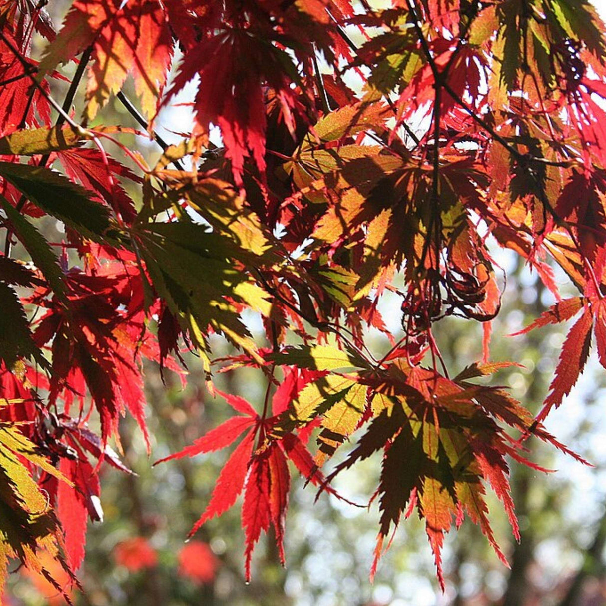 Acer palmatum ‘Burgundy Lace’