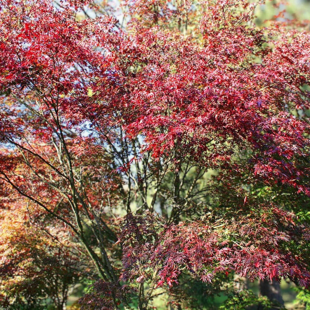 Acer palmatum ‘Burgundy Lace’