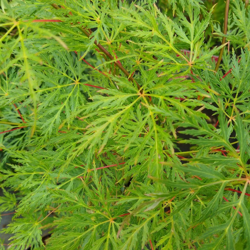 Acer palmatum ‘Emerald Lace’