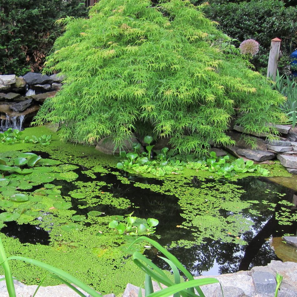 Acer palmatum ‘Emerald Lace’
