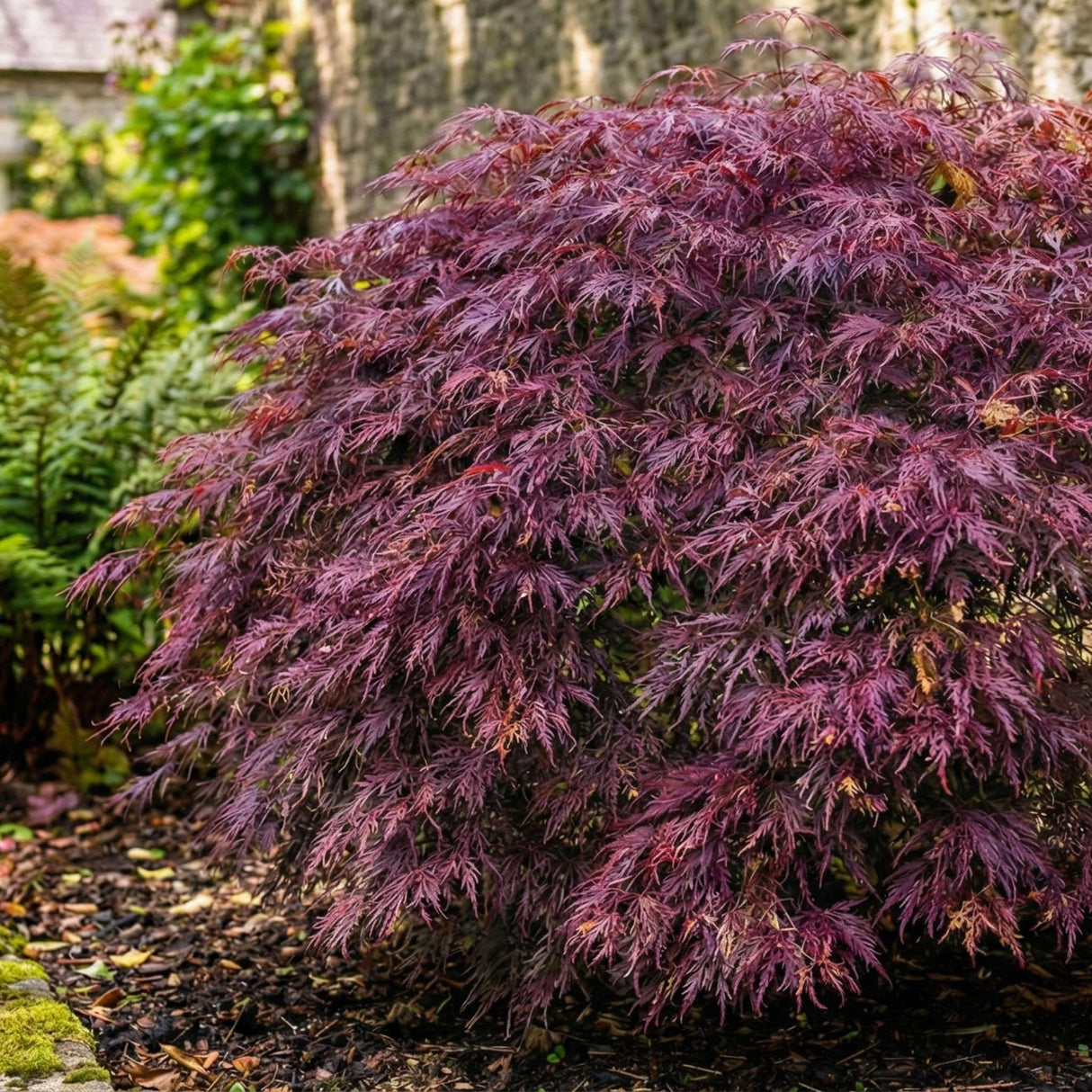 Acer palmatum ‘Firecracker’