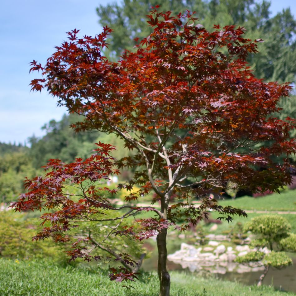 Acer palmatum ‘Fireglow’