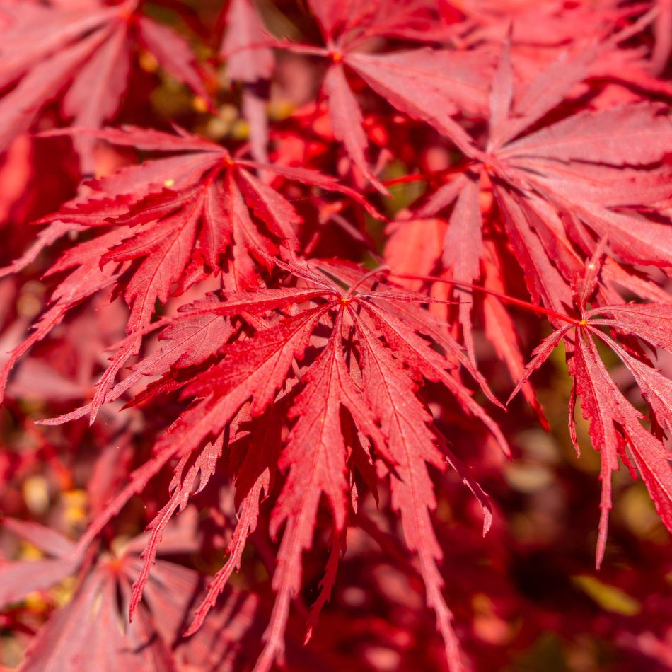 Acer palmatum ‘Inaba-shidare’
