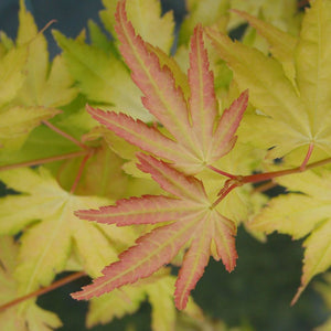 Acer palmatum ‘Orange Dream’