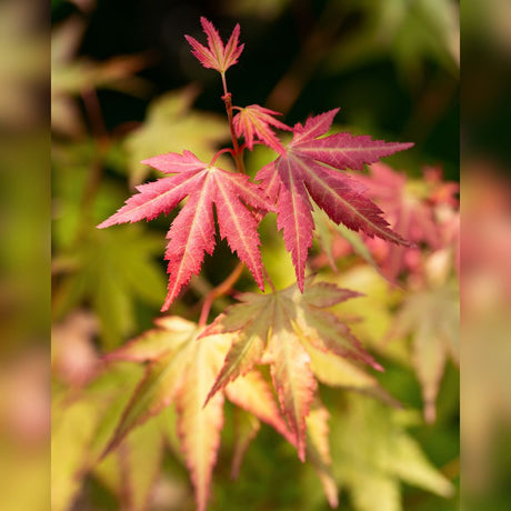 Acer palmatum ‘Orange Dream’