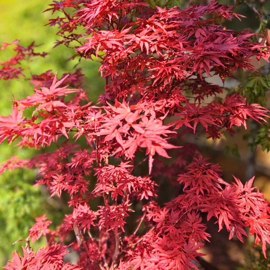 Acer palmatum ‘Pixie’