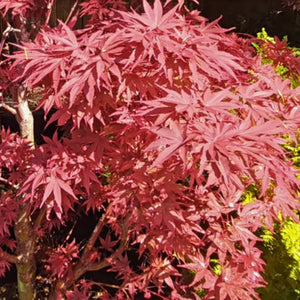 Acer palmatum ‘Pixie’