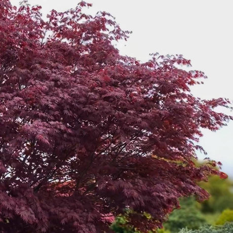 Acer palmatum ‘Sherwood Flame’