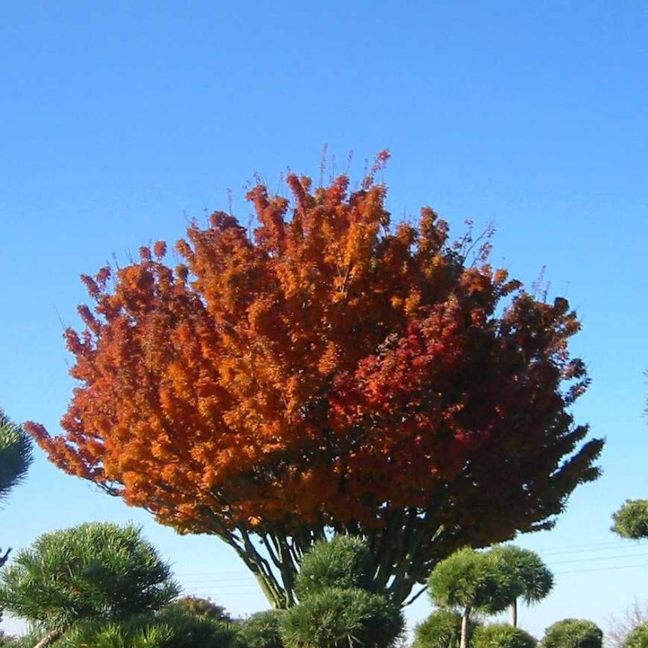 Acer palmatum ‘Shishi-gashira’