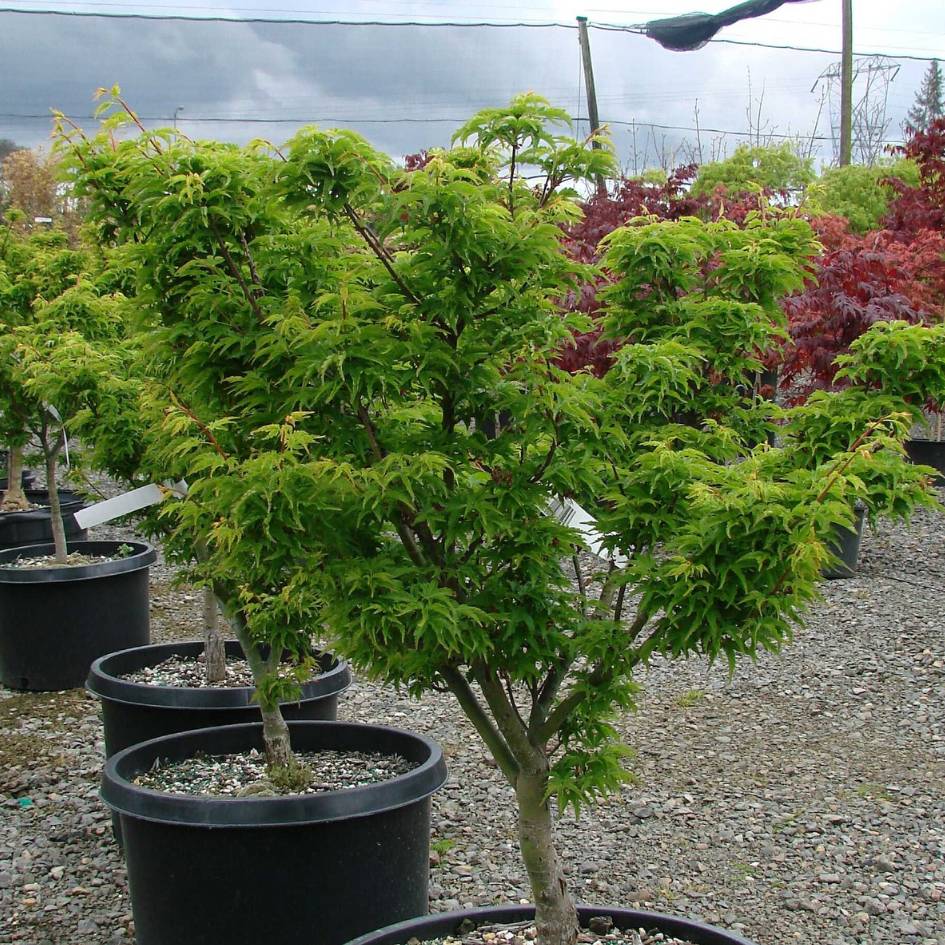Acer palmatum ‘Shishi-gashira’