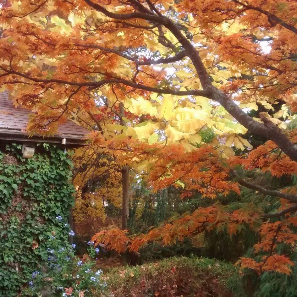 Acer palmatum ‘Shishi-gashira’