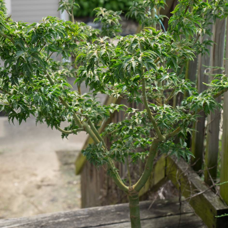 Acer palmatum ‘Shishi-gashira’