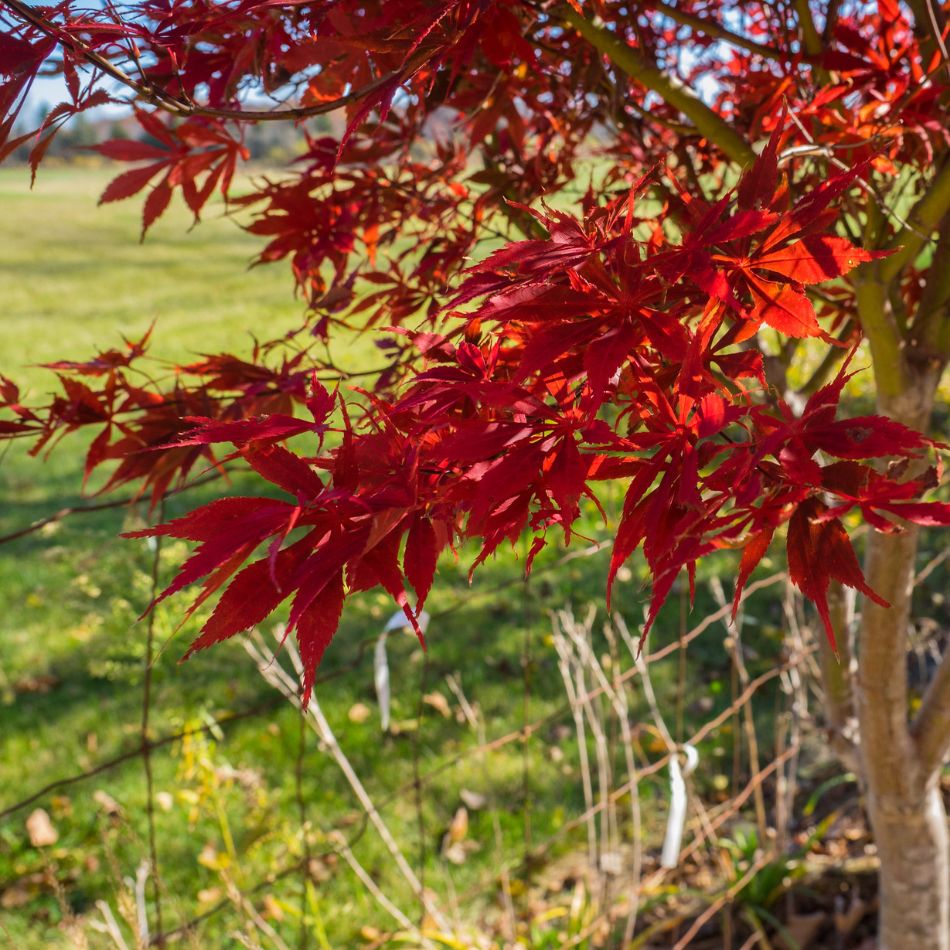 Acer palmatum ‘Sumi-nagashi’