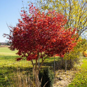 Acer palmatum ‘Sumi-nagashi’