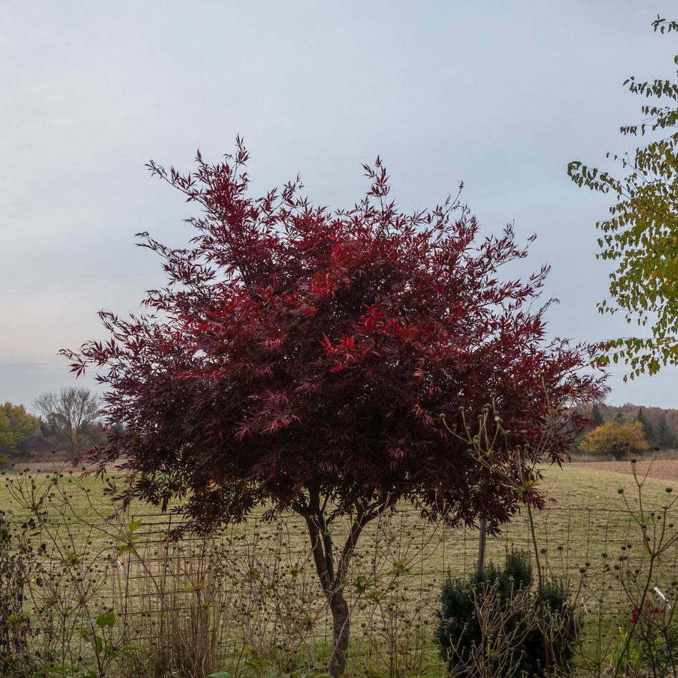 Acer palmatum ‘Sumi-nagashi’