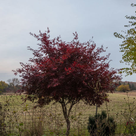 Acer palmatum ‘Sumi-nagashi’