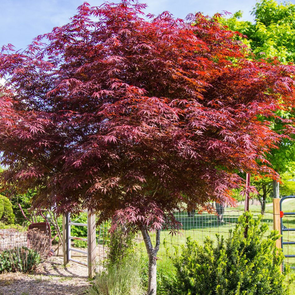Acer palmatum ‘Sumi-nagashi’