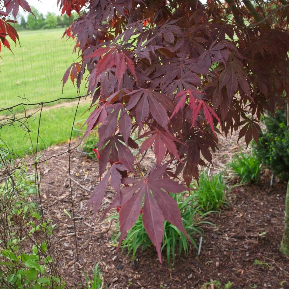 Acer palmatum ‘Sumi-nagashi’