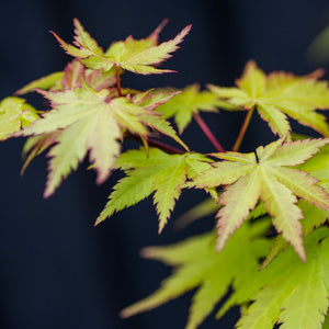 Acer palmatum ‘Summer Gold’