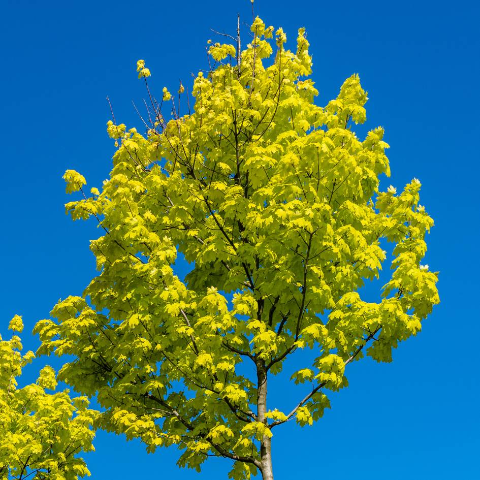 Acer platanoides ‘Princeton Gold’
