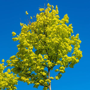 Acer platanoides ‘Princeton Gold’