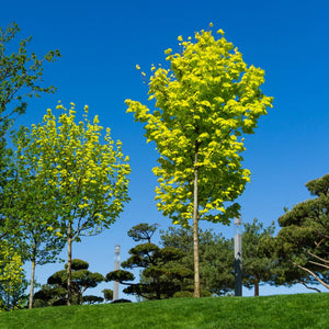 Acer platanoides ‘Princeton Gold’